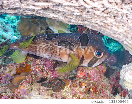 大きく美しいヒトヅラハリセンボン。美しいサンゴ礁と熱帯魚の群れ。 安室島沖縄県 島尻郡慶良間諸島 133800463