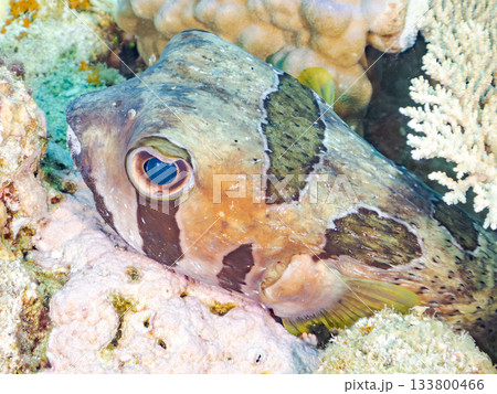 大きく美しいヒトヅラハリセンボン。美しいサンゴ礁と熱帯魚の群れ。 安室島沖縄県 島尻郡慶良間諸島 133800466