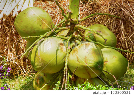 Bunch of fresh green coconuts Bunch of fresh green coconuts 133800521