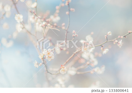 春の訪れを告げる梅の花 133800641