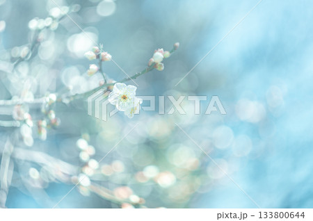 春の訪れを告げる梅の花 133800644
