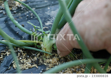 タマネギ　除草　 133800816