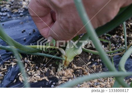 タマネギ　除草　 133800817