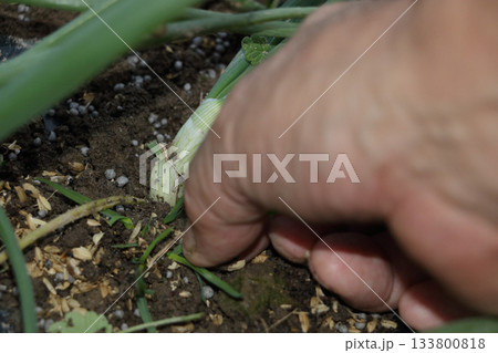 タマネギ　除草　 133800818