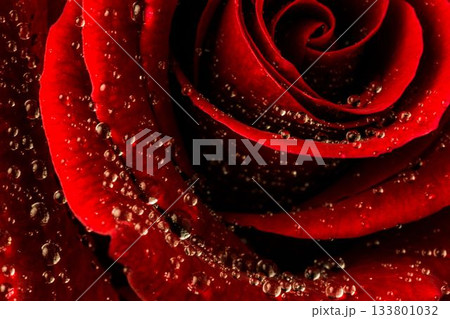 Red rose with water drops Red rose with water drops 133801032