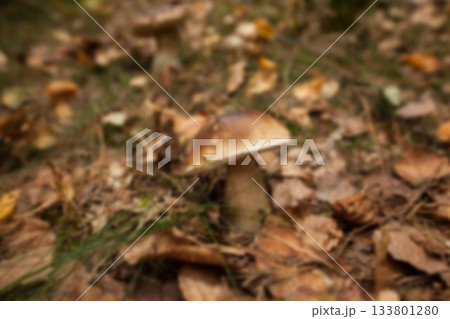 High angle view of mushroom growing on field High angle view of mushroom growing on field 133801280