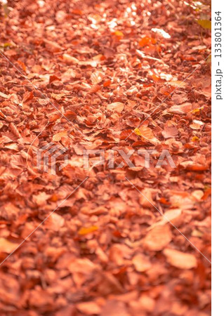 Autumn leaves on the ground Autumn leaves on the ground 133801364