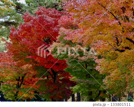 真っ赤に染まった紅葉 133801511