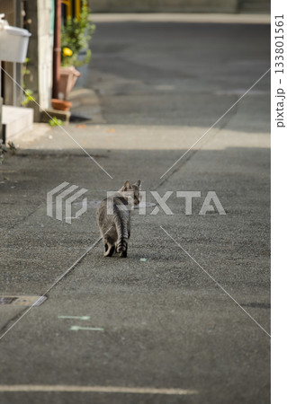 野良猫2 133801561