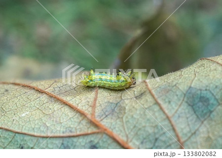 イラガの幼虫 イラガの幼虫 133802082