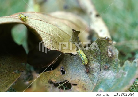 イラガの幼虫 133802084