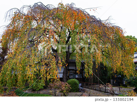 京都、本満寺の桜の紅葉 京都、本満寺の桜の紅葉 133802194