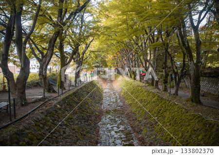 Lake Kawaguchi Maple Corridor, Kawaguchi, Fujikawaguchiko, Minamitsuru District, Yamanashi, Japan Tree-lined dry canal in park during autumn with moss-covered stone walls 133802370