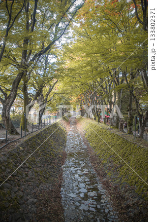 Lake Kawaguchi Maple Corridor, Kawaguchi, Fujikawaguchiko, Minamitsuru District, Yamanashi, Japan Tree-lined stone canal pathway in peaceful outdoor park setting 133802371