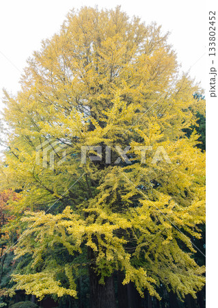 Large ginkgo tree with yellow leaves in autumn forest setting 133802452