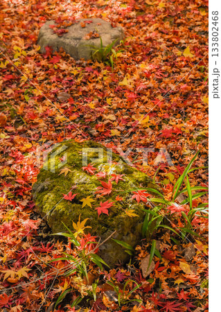 晩秋イメージ　散り紅葉 133802468