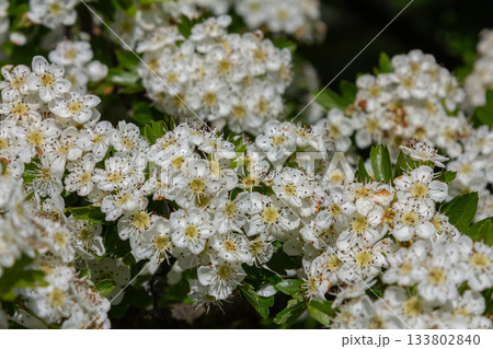 Common Hawthorn displays clusters of fragrant white flowers in springtime attracting various pollinators in a lush green setting 133802840
