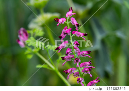 Fumaria officinalis blooming in a natural habitat showcasing distinct purplish-pink flowers surrounded by lush greenery 133802843