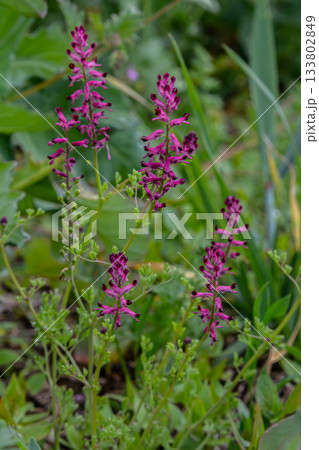 Purplish-pink blooms of Fumaria officinalis thriving in a lush garden setting during springtime 133802849