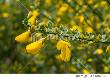 Bright yellow flowers of Cytisus scoparius in a natural setting during springtime showcasing the beauty of Scotch Broom in full bloom with verdant leaves 133802878
