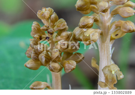 Unique bird's-nest orchid blooms in shady woodlands during early spring showcasing its distinctive brownish flowers and non-photosynthetic stems Unique bird's-nest orchid blooms in shady woodlands during early spring showcasing its distinctive brownish flowers and non-photosynthetic stems 133802889