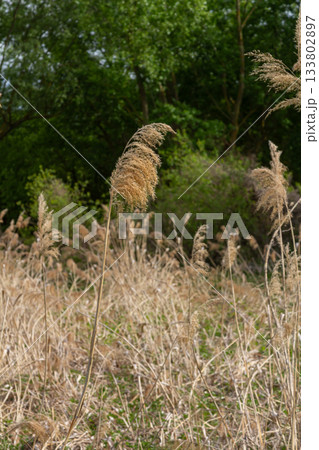 Common reed sways gently in the wind amidst a natural habitat during a sunny day in late spring Common reed sways gently in the wind amidst a natural habitat during a sunny day in late spring 133802897