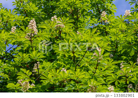 Blooms of Aesculus hippocastanum highlight the vibrant green foliage of a Horse Chestnut tree in spring under a clear blue sky Blooms of Aesculus hippocastanum highlight the vibrant green foliage of a Horse Chestnut tree in spring under a clear blue sky 133802901