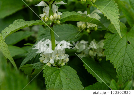 White dead-nettle blooms surrounded by vibrant green foliage in a garden during springtime White dead-nettle blooms surrounded by vibrant green foliage in a garden during springtime 133802926
