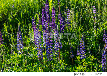 Vibrant clusters of Bigleaf Lupine bloom in a lush green meadow on a sunny spring day showcasing their tall stems and vivid blue flowers 133802942
