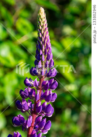 Bright blue lupinus polyphyllus flowers bloom elegantly atop tall stems against a vibrant green backdrop in spring Bright blue lupinus polyphyllus flowers bloom elegantly atop tall stems against a vibrant green backdrop in spring 133802946