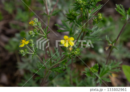 Hoary cinquefoil blooming in a natural habitat showcasing vibrant yellow flowers and distinctive silvery green foliage Hoary cinquefoil blooming in a natural habitat showcasing vibrant yellow flowers and distinctive silvery green foliage 133802961