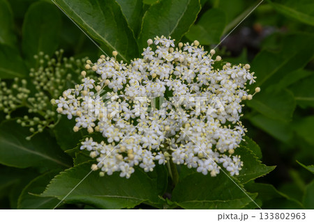 Sambucus nigra flowers bloom abundantly in a lush green garden showcasing white inflorescences among surrounding foliage during late spring 133802963