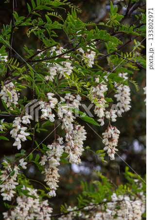 Robinia pseudoacacia tree blooms with fragrant white flowers in early spring creating an inviting natural atmosphere in the garden environment Robinia pseudoacacia tree blooms with fragrant white flowers in early spring creating an inviting natural atmosphere in the garden environment 133802971