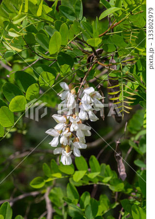 Fragrant white flowers of Robinia pseudoacacia blooming amidst vibrant green foliage in a sunny garden setting Fragrant white flowers of Robinia pseudoacacia blooming amidst vibrant green foliage in a sunny garden setting 133802979