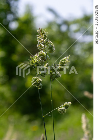 Orchard grass with dense flower clusters growing in a lush green field during sunny weather Orchard grass with dense flower clusters growing in a lush green field during sunny weather 133802986