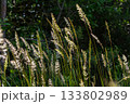 Calamagrostis epigejos growing in a natural habitat with sunlight filtering through surrounding foliage 133802989