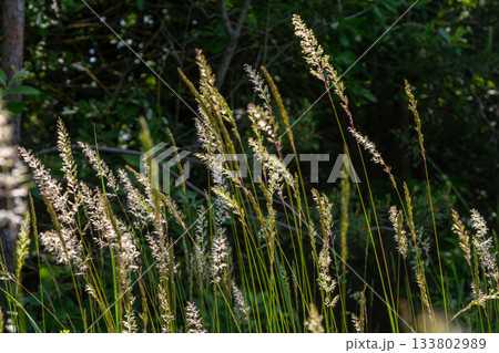 Calamagrostis epigejos growing in a natural habitat with sunlight filtering through surrounding foliage Calamagrostis epigejos growing in a natural habitat with sunlight filtering through surrounding foliage 133802989