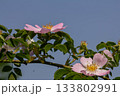 Beautiful Rosa canina blooming with delicate pink flowers against a clear blue sky in early spring 133802991