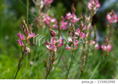 Beautiful common sainfoin flowers blooming in a lush green field under bright sunlight in spring 133802998