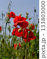 Bright red common poppies sway gently in the breeze under a clear blue sky showcasing their vibrant colors in a lush green field during spring 133803000