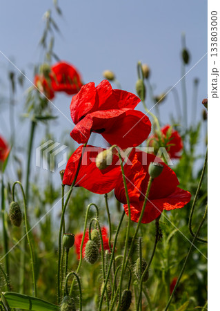 Bright red common poppies sway gently in the breeze under a clear blue sky showcasing their vibrant colors in a lush green field during spring Bright red common poppies sway gently in the breeze under a clear blue sky showcasing their vibrant colors in a lush green field during spring 133803000