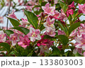 Beautiful Weigela florida shrub showcasing pink bell-shaped flowers blooming in a garden during springtime 133803003