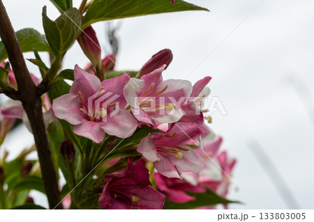 Beautiful pink bell-shaped flowers of Weigela florida bloom in a garden showcasing vibrant foliage and delicate petals in spring 133803005