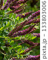 Decorative False Indigo Bush displaying vibrant purple flowers in bloom against lush green foliage during the summer season in a sunny garden setting 133803006
