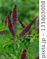 Colorful flowering of Amorpha fruticosa plants showcases vibrant purple spikes in a lush garden setting during the summer months 133803008