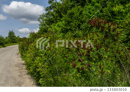 Colorful display of Amorpha fruticosa blooming along a quiet country road in springtime sunlight 133803010