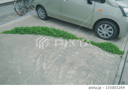 駐車場の目地にクローバー 133803264