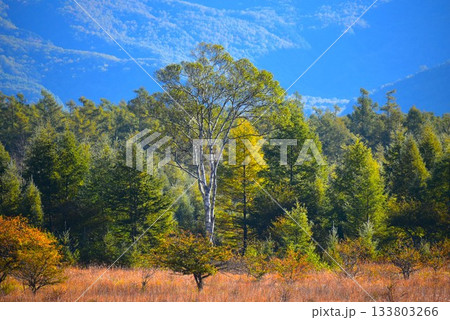 【 奥日光 】小田代ヶ原の貴婦人 【 奥日光 】小田代ヶ原の貴婦人 133803266