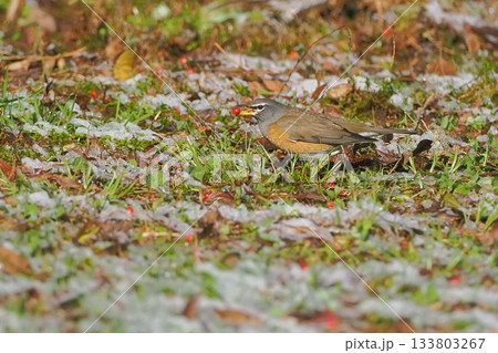 初雪の日に出会ったマミチャジナイ 初雪の日に出会ったマミチャジナイ 133803267