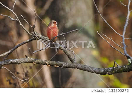 越冬地にやって来たベニマシコの雄 133803276